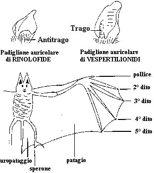 Particolari morfologici e funzionali dei Chirotteri (comuni pipistrelli)